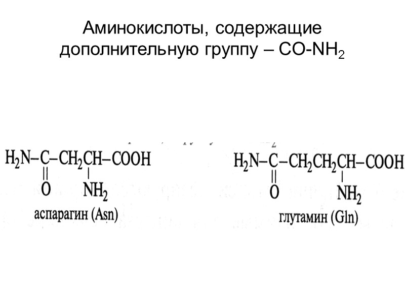 Аминокислоты, содержащие дополнительную группу – CO-NH2